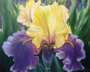 IRIS